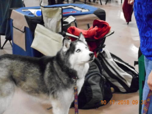 2018 SCHA National -0193