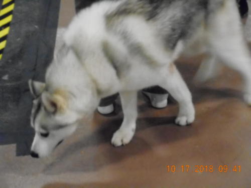 2018 SCHA National -0197