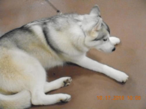 2018 SCHA National -0231