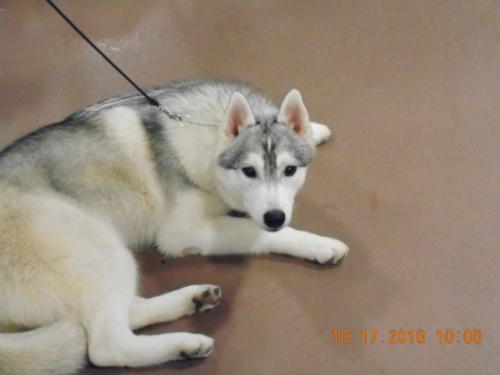 2018 SCHA National -0232  