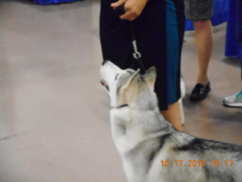 2018 SCHA National -0245