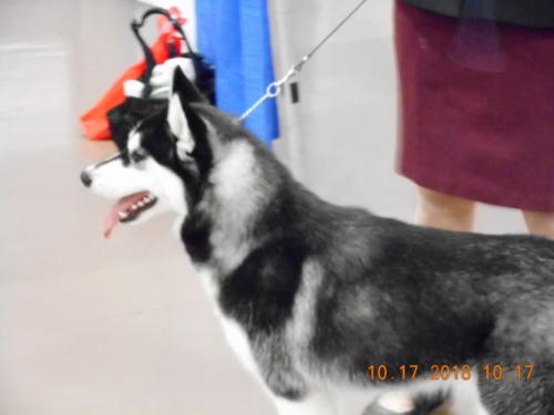 2018 SCHA National -0247