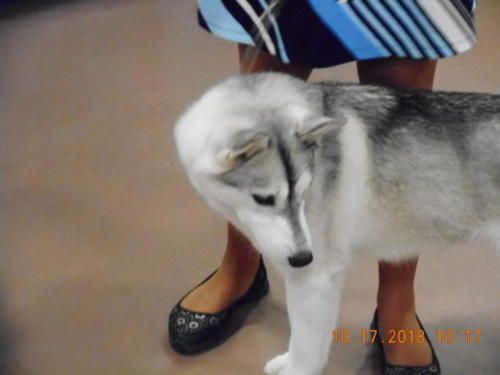 2018 SCHA National -0248