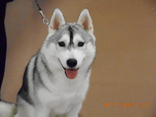 2018 SCHA National -0250