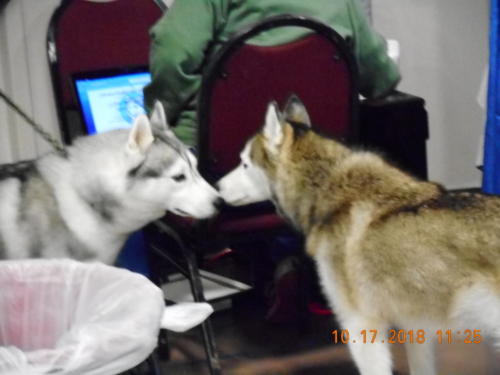 2018 SCHA National -0269