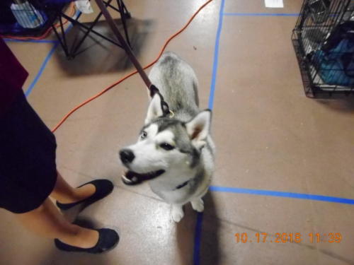 2018 SCHA National -0278