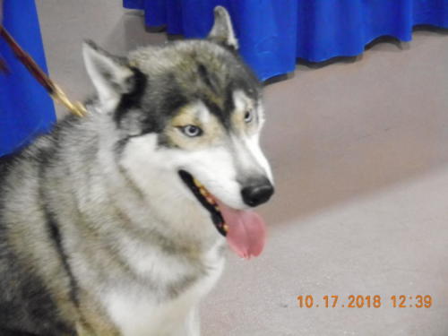 2018 SCHA National -0281