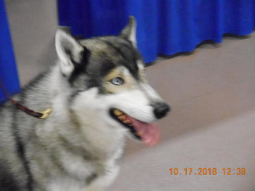 2018 SCHA National -0283