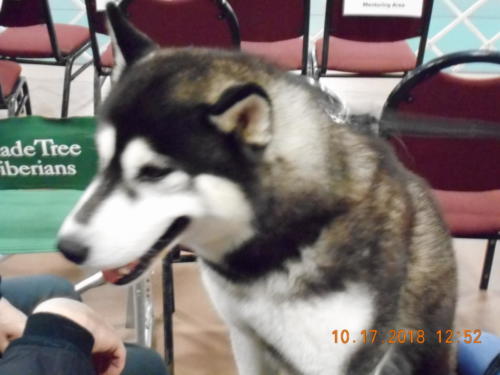 2018 SCHA National -0287