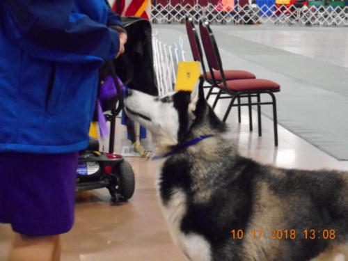 2018 SCHA National -289