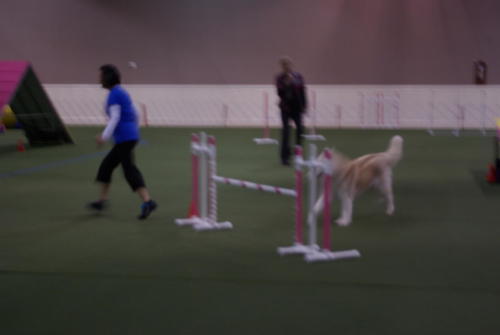 SHCA National Specialty 2019: Dogs In Action