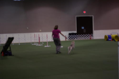 SHCA National Specialty 2019: Dogs In Action