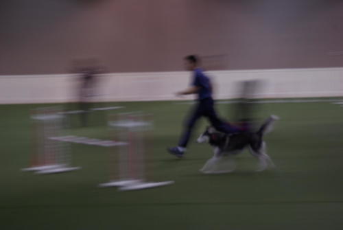 SHCA National Specialty 2019: Dogs In Action