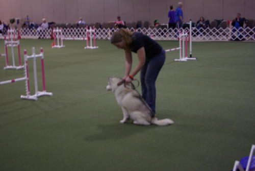 SHCA National Specialty 2019: Dogs In Action