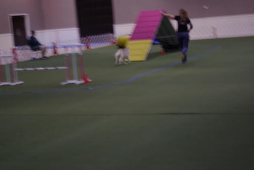 SHCA National Specialty 2019: Dogs In Action