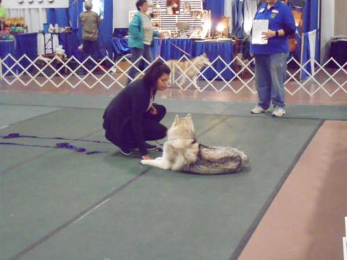 2018-SHCA-Nationa-husky-laying-down-with-judge