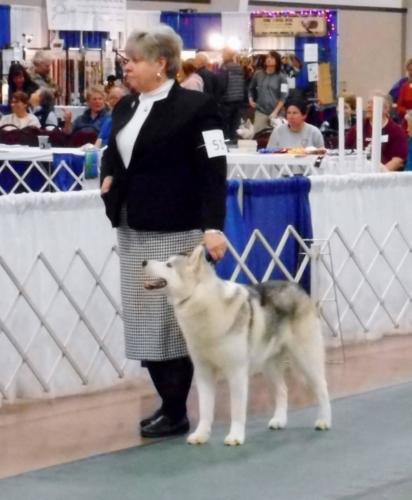 2018-SHCA-Nationa-husky-owner-2