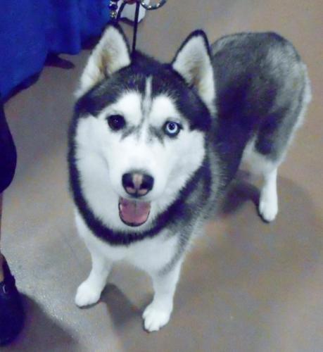 2018-SHCA-Nationa-husky-two-different-colored-eyes