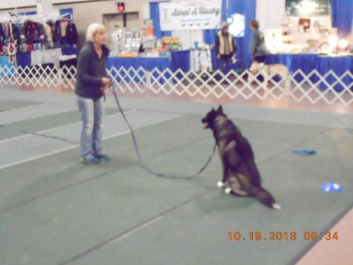 2018-SHCA-Nationa-husky-with-trainer