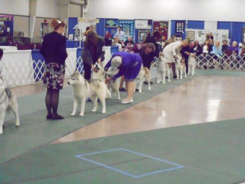 2018-SHCA-Nationa-huskys-in-judging-arean