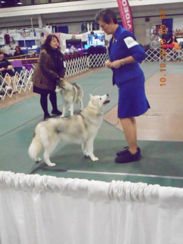 2018-SHCA-Nationa-two-huskys-with-judge